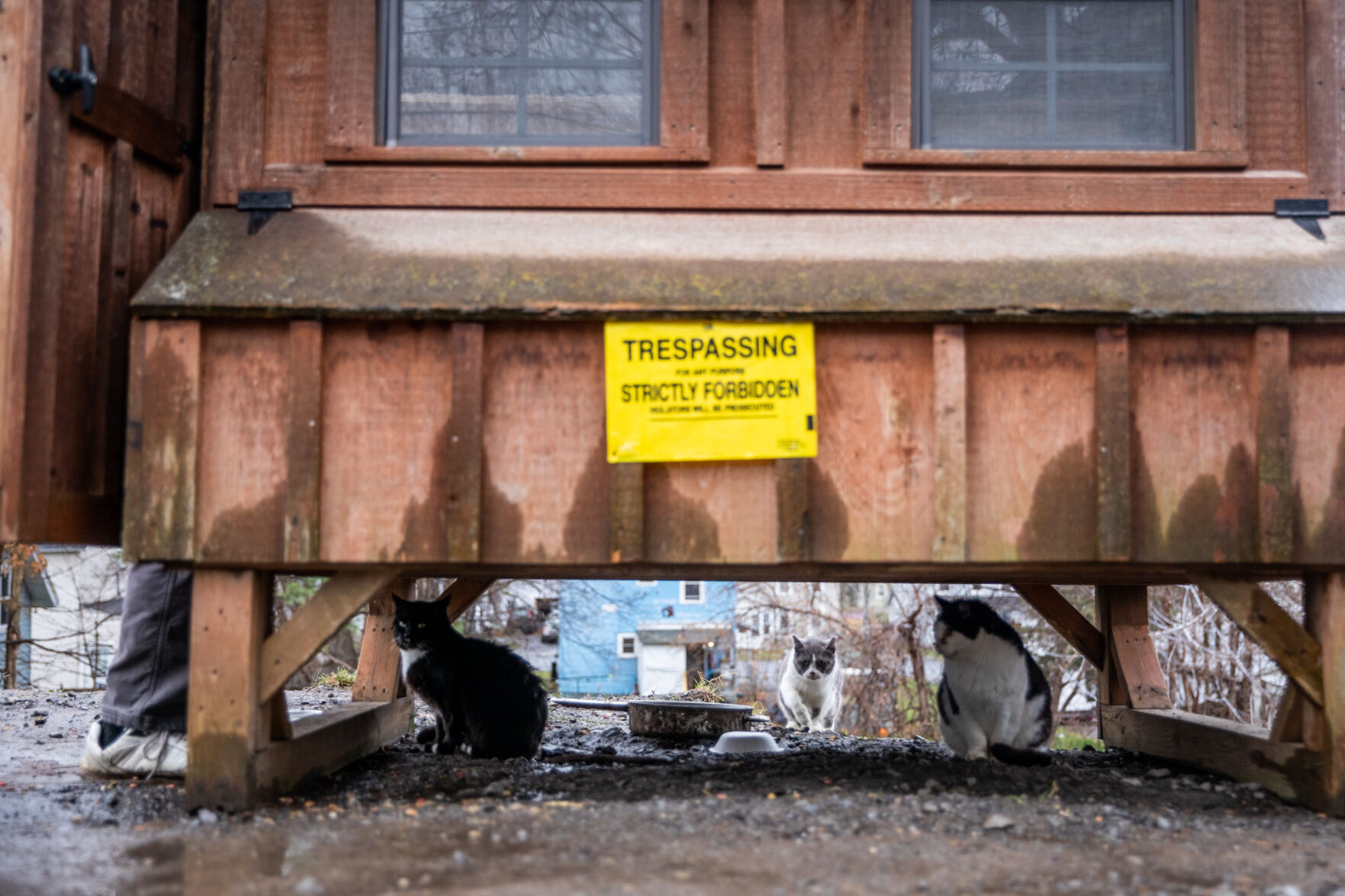 Keeping stray cats safe